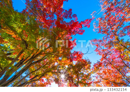 モミジの紅葉と太陽の光条 モミジの紅葉と太陽の光条 133432154