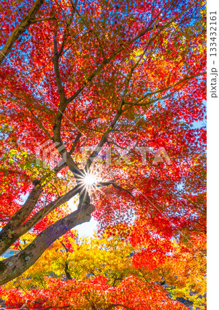 モミジの紅葉と太陽の光条 モミジの紅葉と太陽の光条 133432161