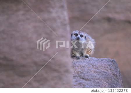 巣穴の前にすわる愛くるしい顔のミーアキャット 巣穴の前にすわる愛くるしい顔のミーアキャット 133432278