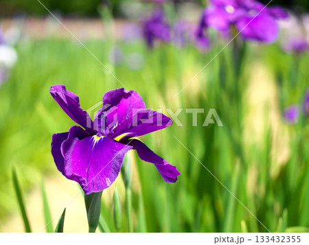 美しい花菖蒲 美しい花菖蒲 133432355