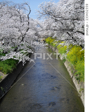 川沿いに咲くサクラと菜の花 川沿いに咲くサクラと菜の花 133432359