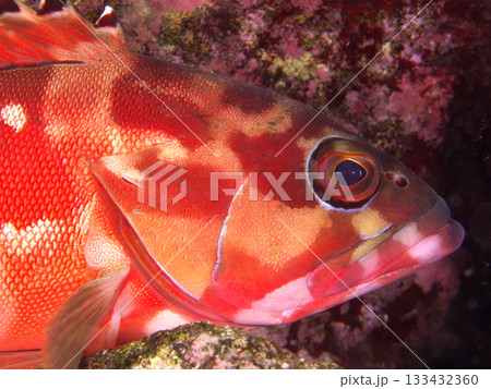 鮮やかなアカハタの横顔 133432360