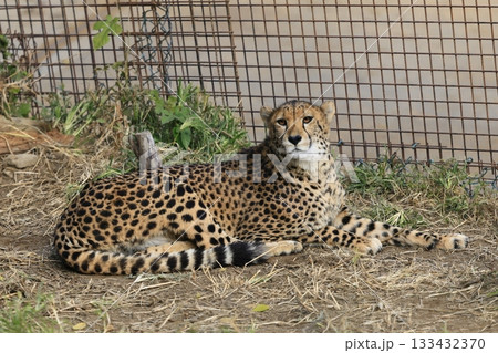 チーター 133432370