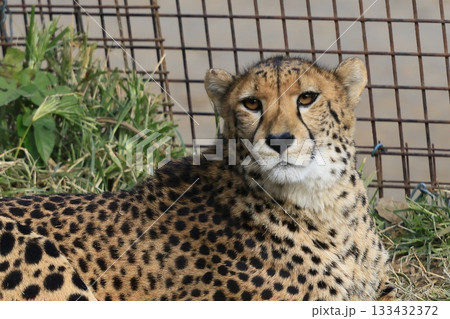 チーター 133432372