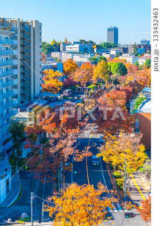 枚方市の街並みと欅の紅葉 133432463