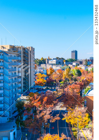 枚方市の街並みと欅の紅葉 133432468