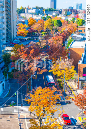 枚方市の街並みと欅の紅葉 枚方市の街並みと欅の紅葉 133432469