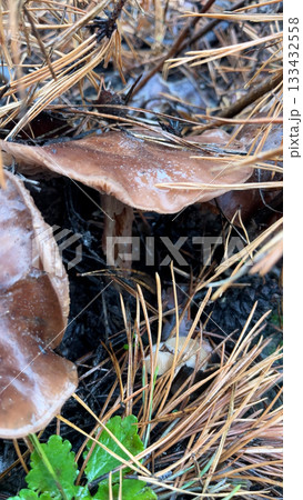 From under the pine branches in the forest floor From under the pine branches in the forest floor 133432558