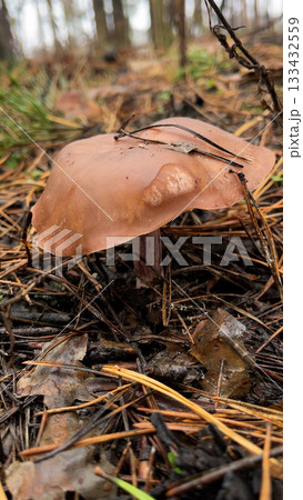 A large wild boletus mushroom grows in a pine forest among trees. A large wild boletus mushroom grows in a pine forest among trees. 133432559