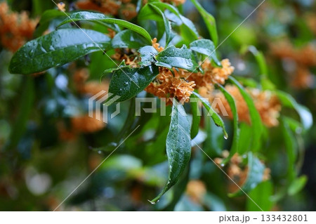 雨に濡れた金木犀の花 雨に濡れた金木犀の花 133432801