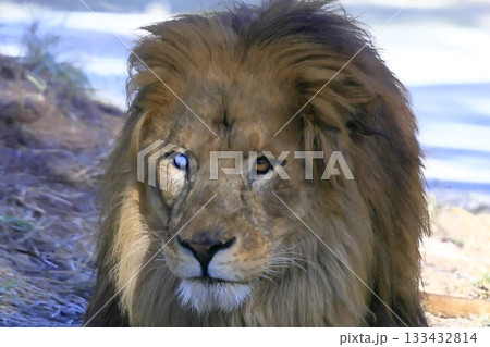 ライオン 133432814