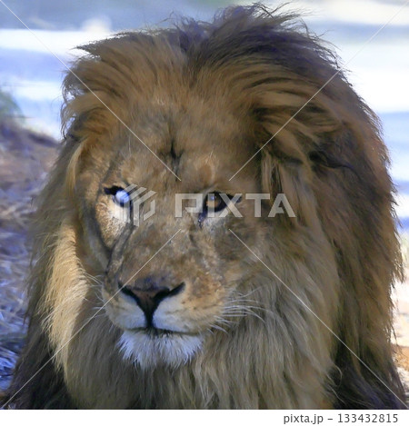 ライオン 133432815