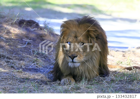 ライオン 133432817