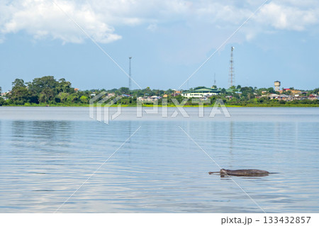 Pink dolphin inia geoffrensis freshwater mammal in Amazon river aka boto bufeo in Caballo Cocha lake Peru Pink dolphin inia geoffrensis freshwater mammal in Amazon river aka boto bufeo in Caballo Cocha lake Peru 133432857