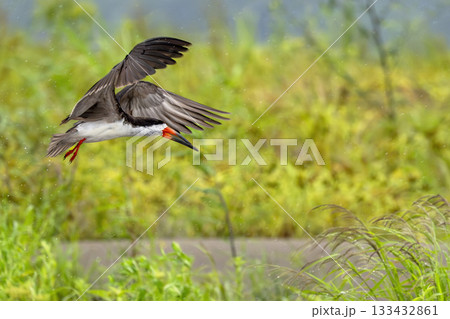 Rynchops niger Black skimmer bird amazon river 133432861
