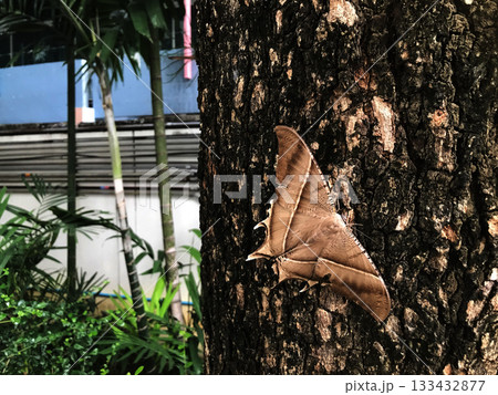 Top view of tropical swallowtail moth on the tree 133432877
