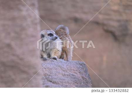 仲間とカラスを警戒するミーアキャット 133432882