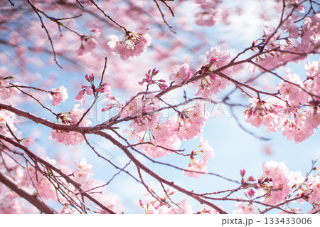 桜と空 桜と空 133433006