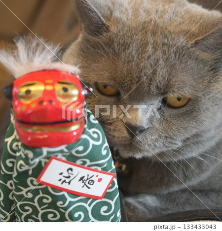 猫(ブリティッシュショートヘアー)と獅子舞い お正月のイメージ 猫(ブリティッシュショートヘアー)と獅子舞い お正月のイメージ 133433043