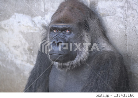 落日を静かに見送りたいのにうるさい客だなと思うゴリラ 133433160