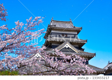 春　桜　桜吹雪　松本城 133433217