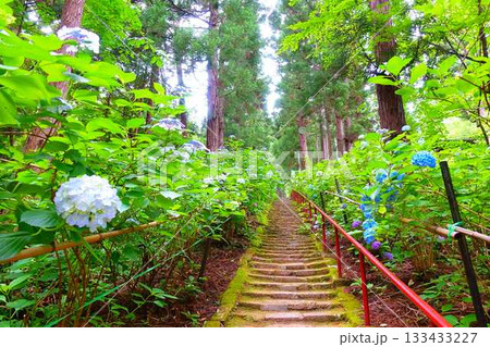 満開のアジサイ 紫陽花 あじさい 出塩文殊堂 山形市 満開のアジサイ 紫陽花 あじさい 出塩文殊堂 山形市 133433227