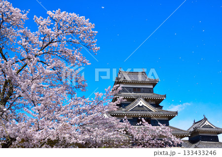 春 桜 桜吹雪 松本城 春 桜 桜吹雪 松本城 133433246