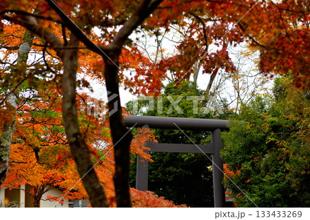 鹿島神宮の紅葉 133433269