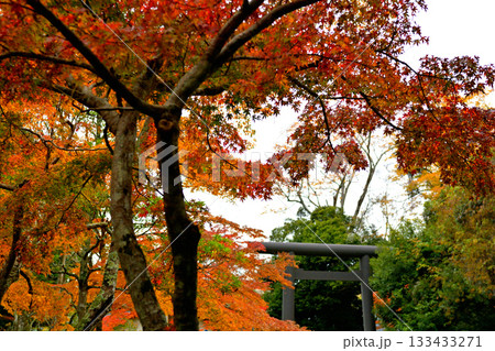 鹿島神宮の紅葉 133433271