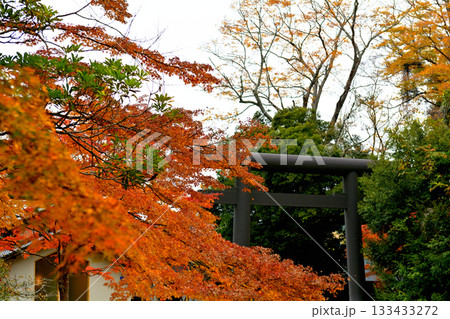 鹿島神宮の紅葉 鹿島神宮の紅葉 133433272