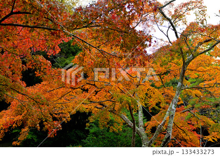 鹿島神宮の紅葉 鹿島神宮の紅葉 133433273