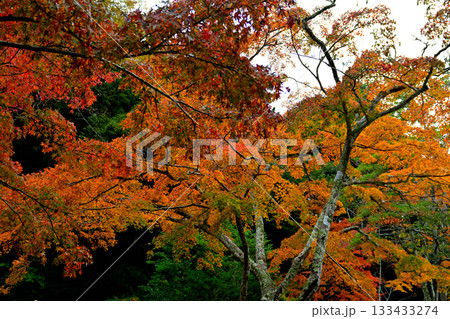 鹿島神宮の紅葉 鹿島神宮の紅葉 133433274