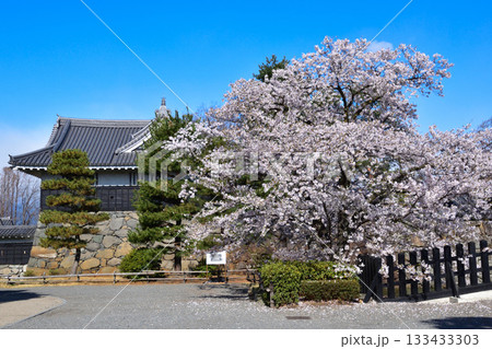 春　桜　松本城　黒門 133433303