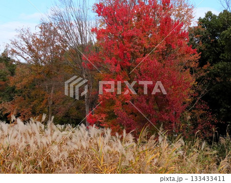 秋の風景：紅葉：カヤ：ススキ：ナンキンハゼ:池：山田池公園 133433411