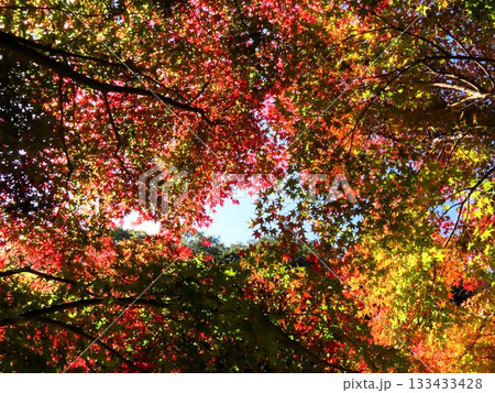 秋の風景:紅葉:モミジ:紅葉谷:水連池:山田池公園 秋の風景:紅葉:モミジ:紅葉谷:水連池:山田池公園 133433428