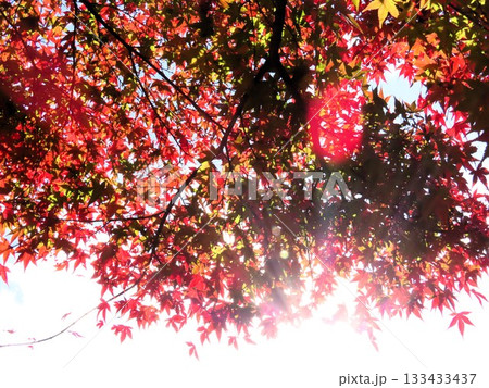 秋の風景：紅葉：モミジ：イロハモミジ：紅葉谷：山田池公園 133433437