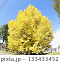 青空に映えるイチョウ 133433452