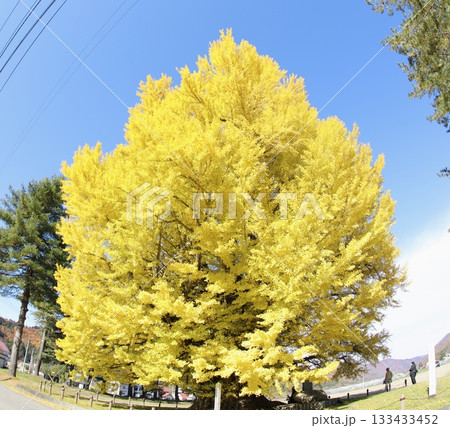 青空に映えるイチョウ 133433452