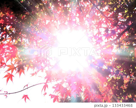 紅葉谷:紅葉:木漏れ日:もみじ木:太陽:光:光線:山田池公園 紅葉谷:紅葉:木漏れ日:もみじ木:太陽:光:光線:山田池公園 133433468