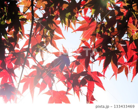 秋の風景：紅葉：モミジ：イロハモミジ：紅葉谷：山田池公園 133433469
