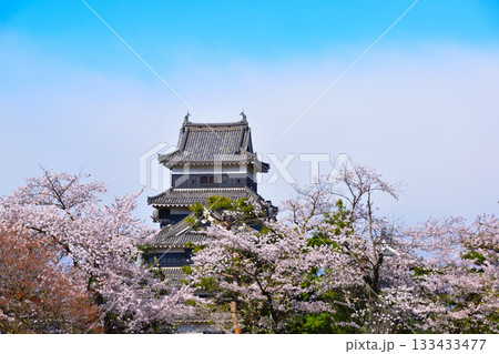 春 桜 松本城 春 桜 松本城 133433477