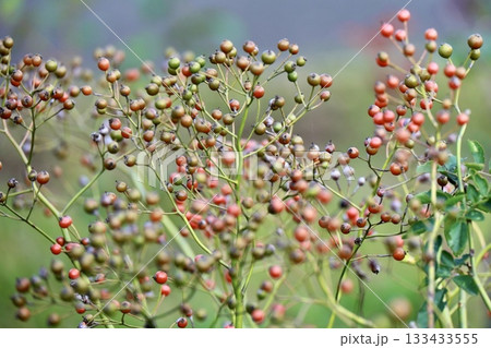 小粒なバラの実 小粒なバラの実 133433555