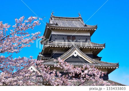 春 桜 松本城 春 桜 松本城 133433803