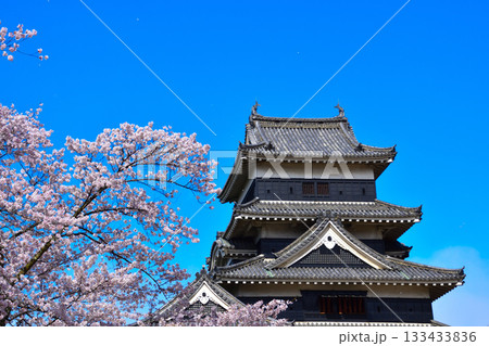 春 桜 松本城 春 桜 松本城 133433836