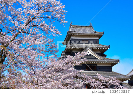 春　桜　松本城 133433837