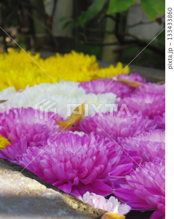菊手水 菊手水 133433860