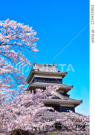 春　桜　松本城 133433902