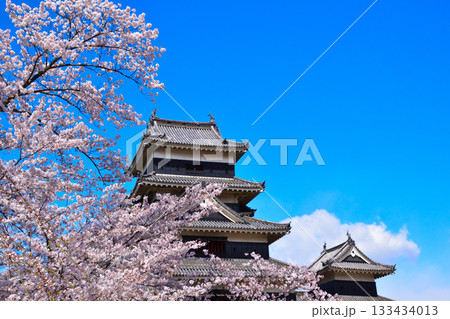 春　桜　松本城 133434013