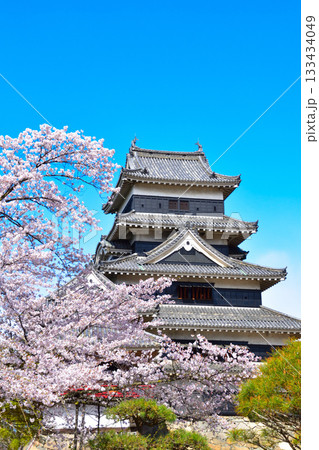 春　桜　松本城 133434049