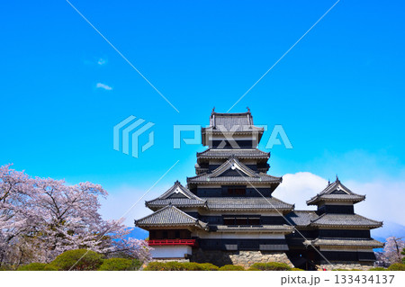 春 桜 松本城 春 桜 松本城 133434137